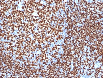 PAX5 Antibody