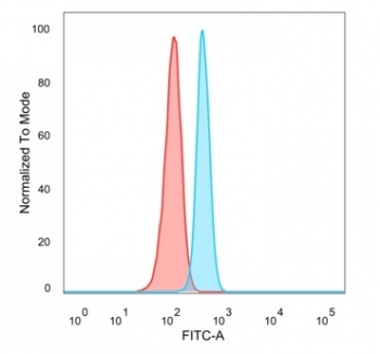 RELA Antibody / p65 NF-kB
