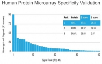 CD5 Ligand Antibody / CD5L