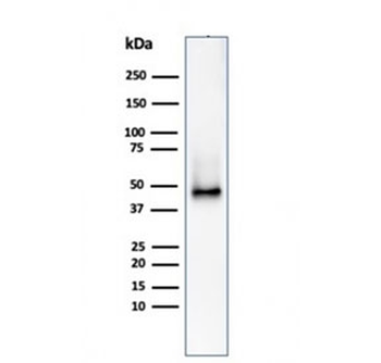 CD38 Antibody