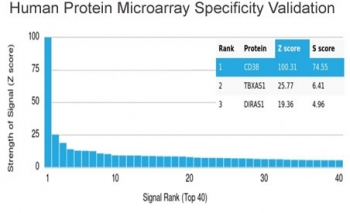 CD38 Antibody