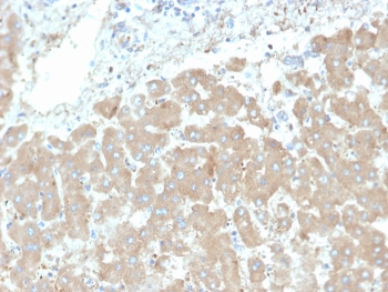 Leptin Receptor Antibody / LEPR / Ob-R