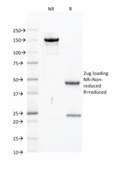 PU.1 Antibody / SPI1