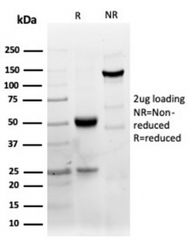 CD40 Antibody