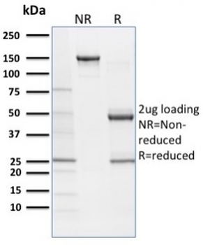 SOX9 Antibody