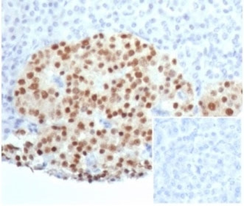 PAX6 Antibody