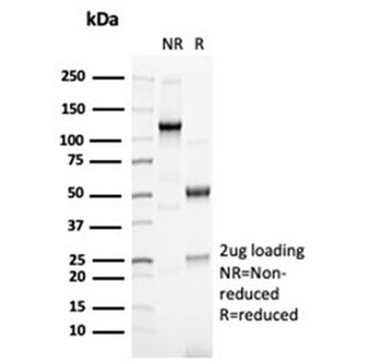 PAX6 Antibody