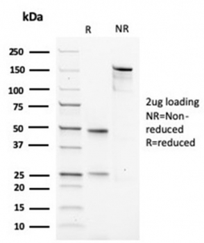 Actin Antibody / Muscle Specific