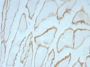 Dystrophin Antibody / DMD