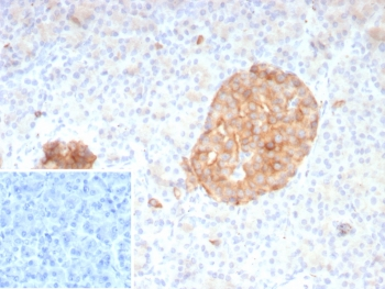 SYP Antibody / Synaptophysin