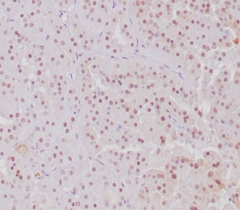TFE3 Antibody / Transcription factor E3