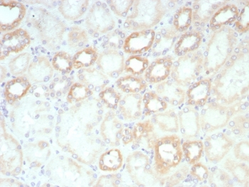 Biotin Antibody