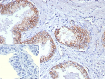 Pan-Cadherin Antibody
