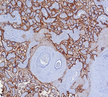 PD-L1 Antibody / B7-H1 / CD274