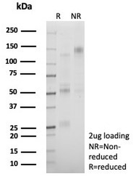 LI Cadherin Antibody / Cadherin 17