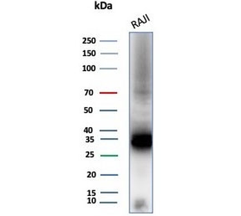 CD74 Antibody