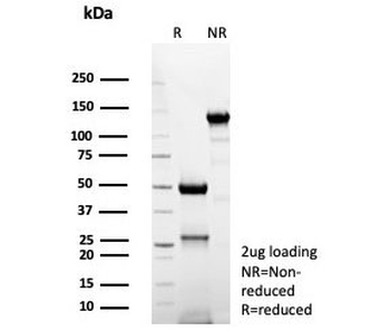 CD74 Antibody