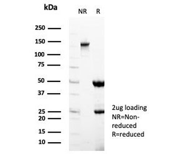 STING1 Antibody / ERIS / MITA / TMEM17