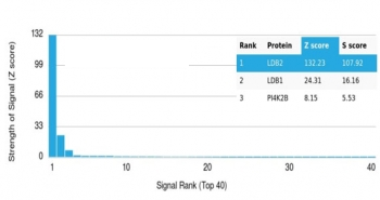 LDB2 Antibody / LIM domain binding 2
