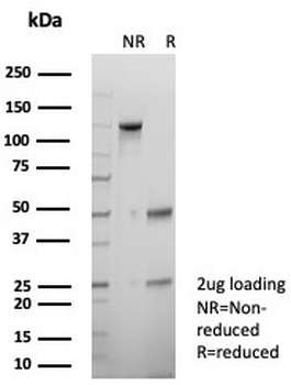 p40 / deltaNp63 Antibody