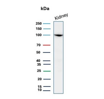 CD10 Antibody / Neprilysin