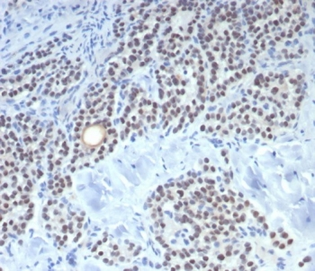 FOXL2 Antibody