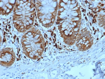 ALDH1L1 Antibody
