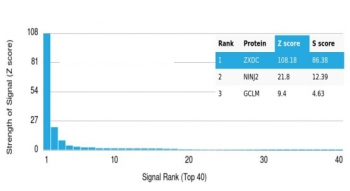 ZXDC Antibody / ZXD-like zinc finger protein