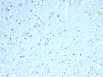 INHA Antibody / Inhibin alpha