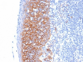 Syndecan-1 Antibody / CD138 / SDC1