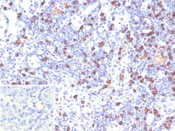 CD8A Antibody