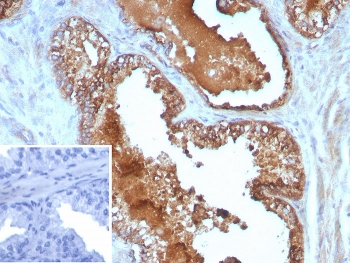 IL-10 Antibody