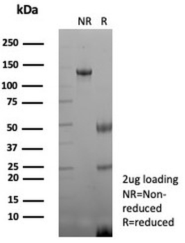 CD48 Antibody (Pan Leukocyte Marker)
