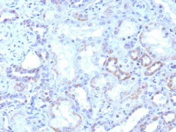 RORC Antibody / ROR gamma