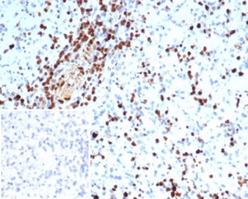 S100A4 Antibody