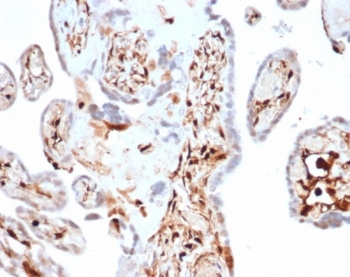 S100A4 Antibody