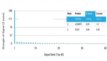 S100A4 Antibody