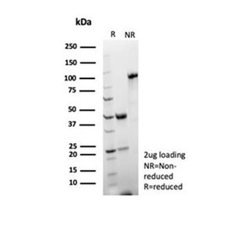 CD2 Antibody