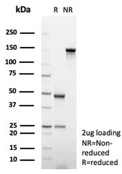 CD31 Antibody / PECAM-1