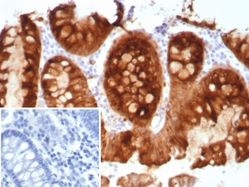 Estrogen Inducible Protein pS2 / TFF1 Antibody