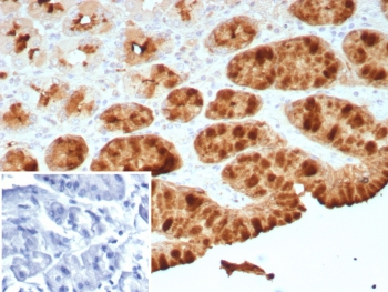 Estrogen Inducible Protein pS2 / TFF1 Antibody