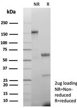 CKB Antibody / Creatine kinase B