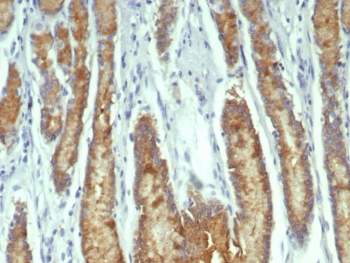 Estrogen Inducible Protein pS2 / TFF1 Antibody