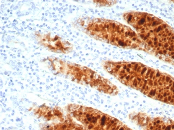 Estrogen Inducible Protein pS2 / TFF1 Antibody