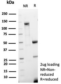 CD63 Antibody / LAMP-3
