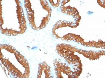 CD63 Antibody / LAMP-3