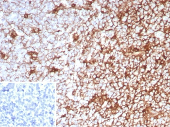 CD63 Antibody / LAMP-3