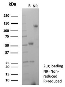 CD63 Antibody / LAMP-3