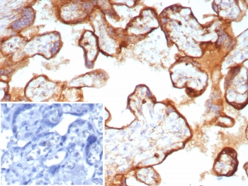 CD63 Antibody / LAMP-3