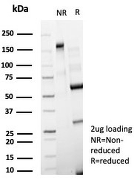 CD63 Antibody / LAMP-3